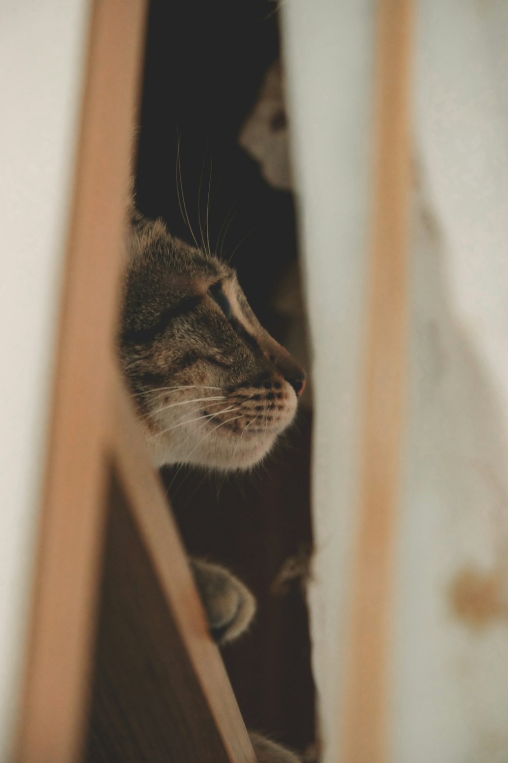 a cat looking through a hole in a wall