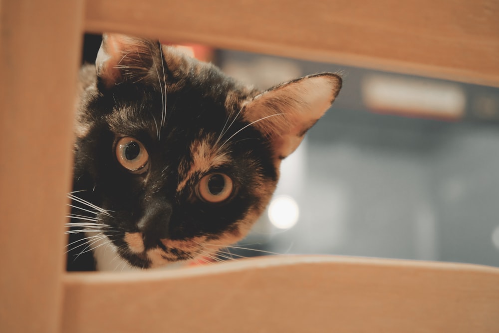 a cat looking through a hole in a wall