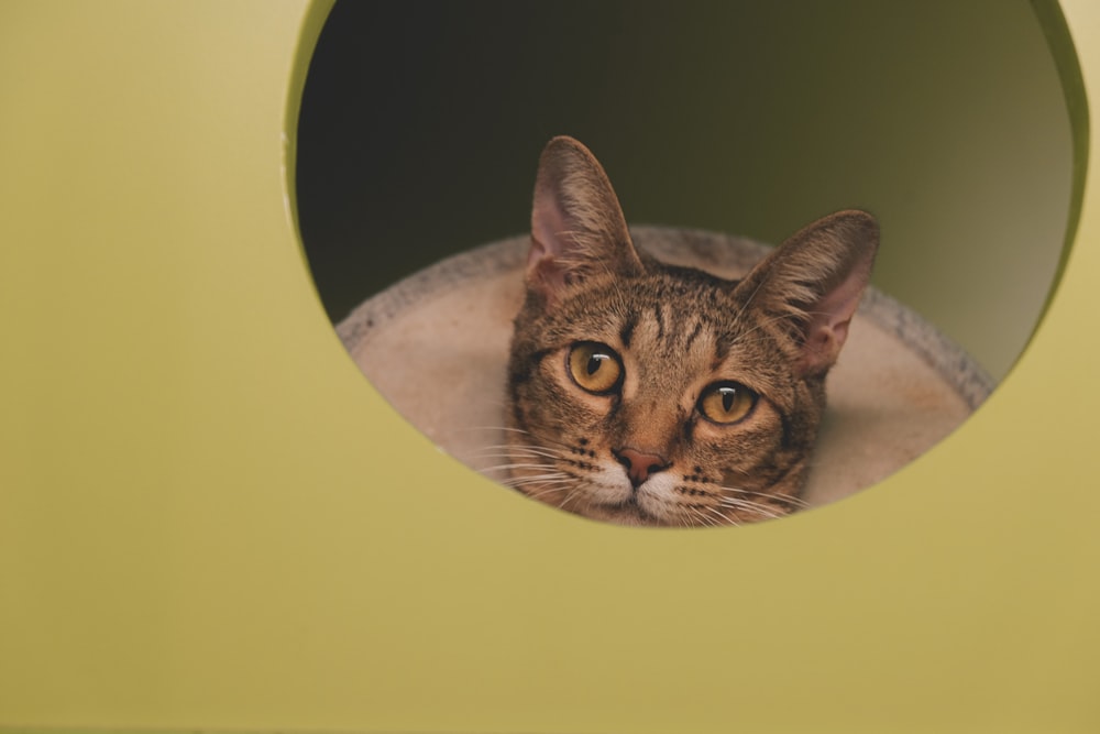 a cat looking through a hole