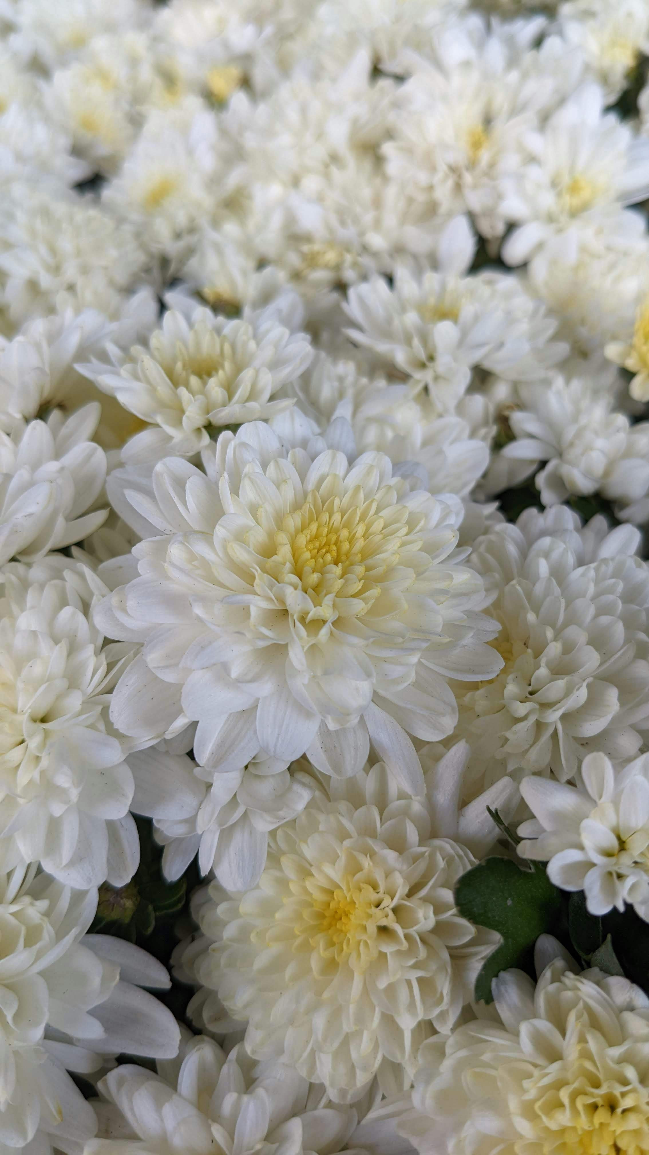 Photo by thundertiger