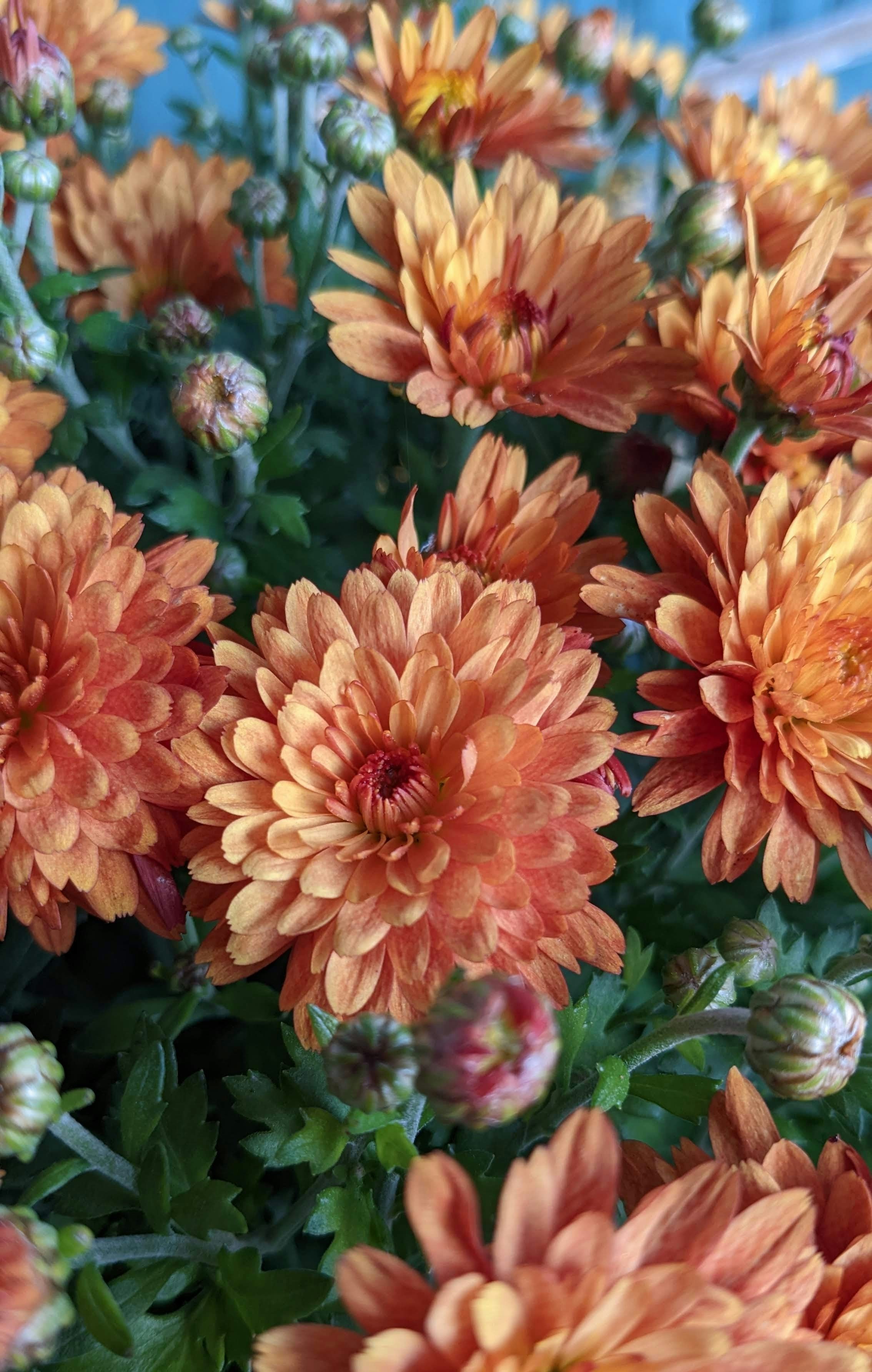 Photo by thundertiger