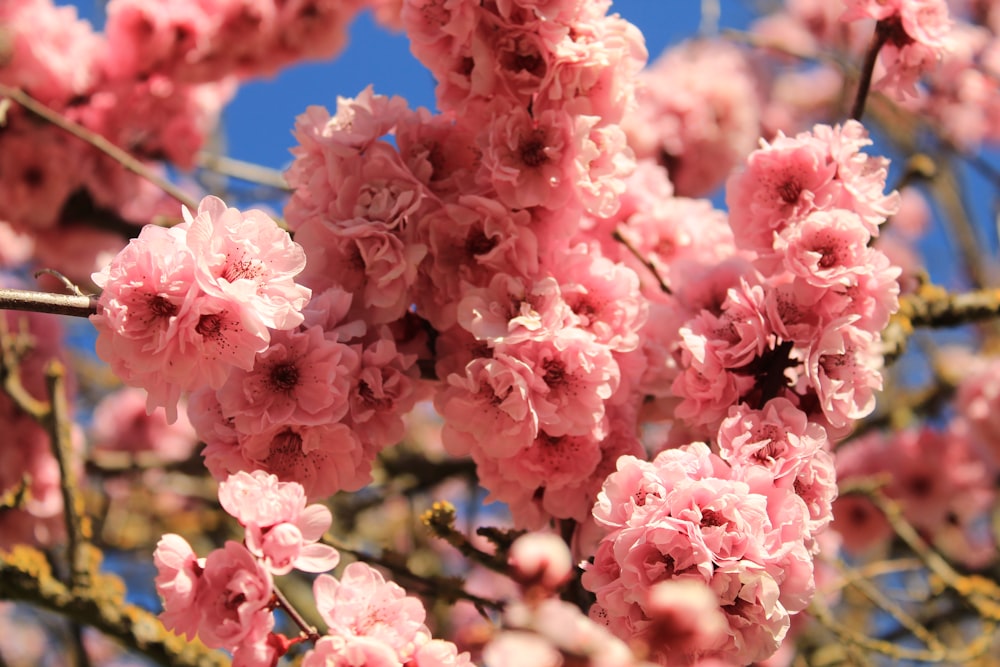 a close up of pink flowers