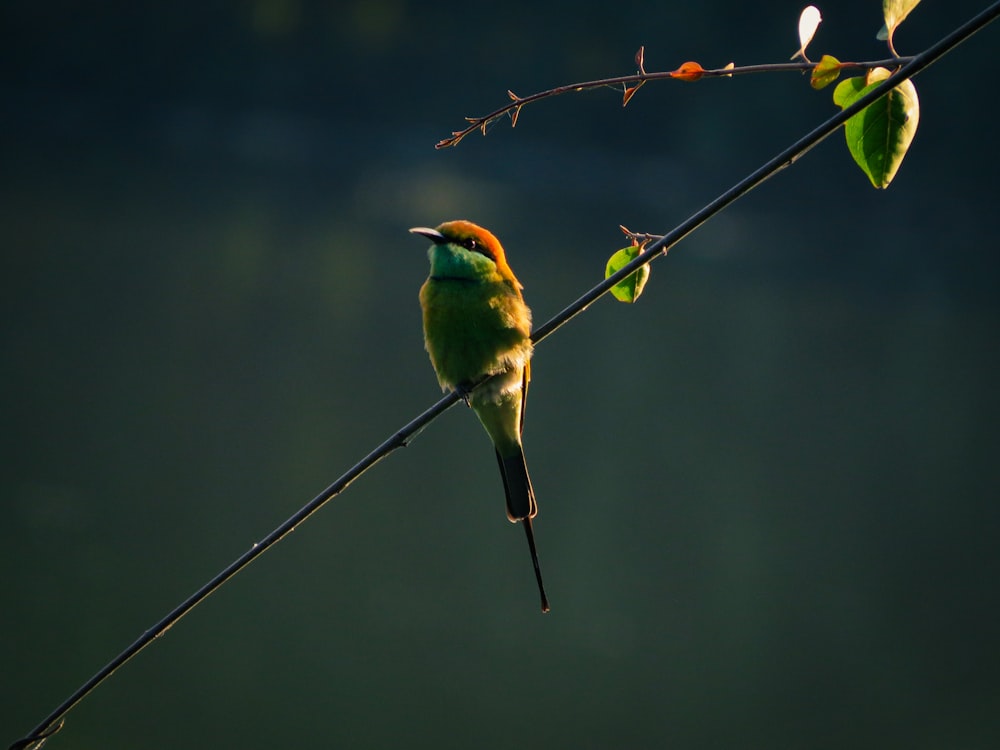 a bird on a branch