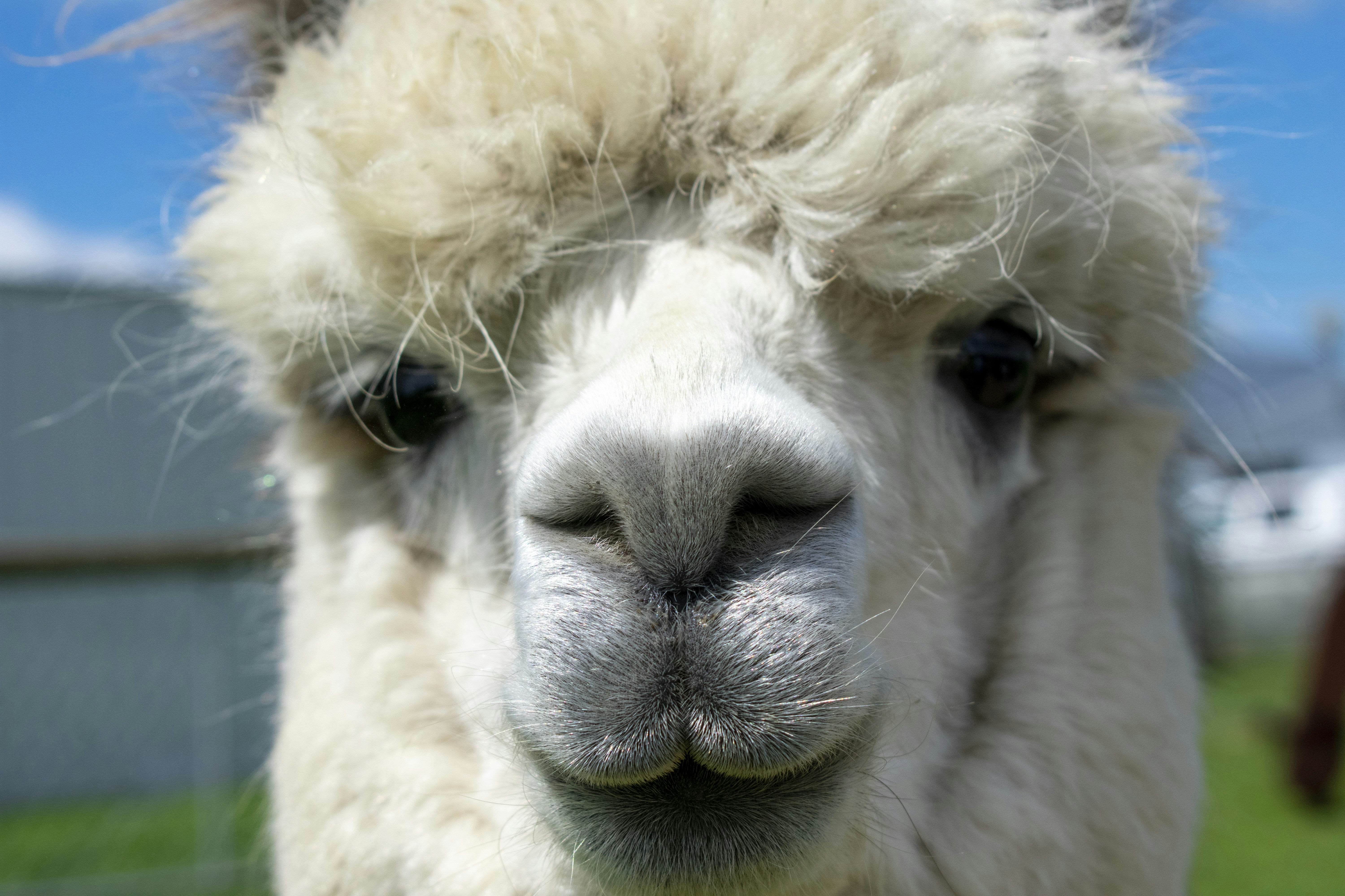 Drama Llama Karma - Part 2