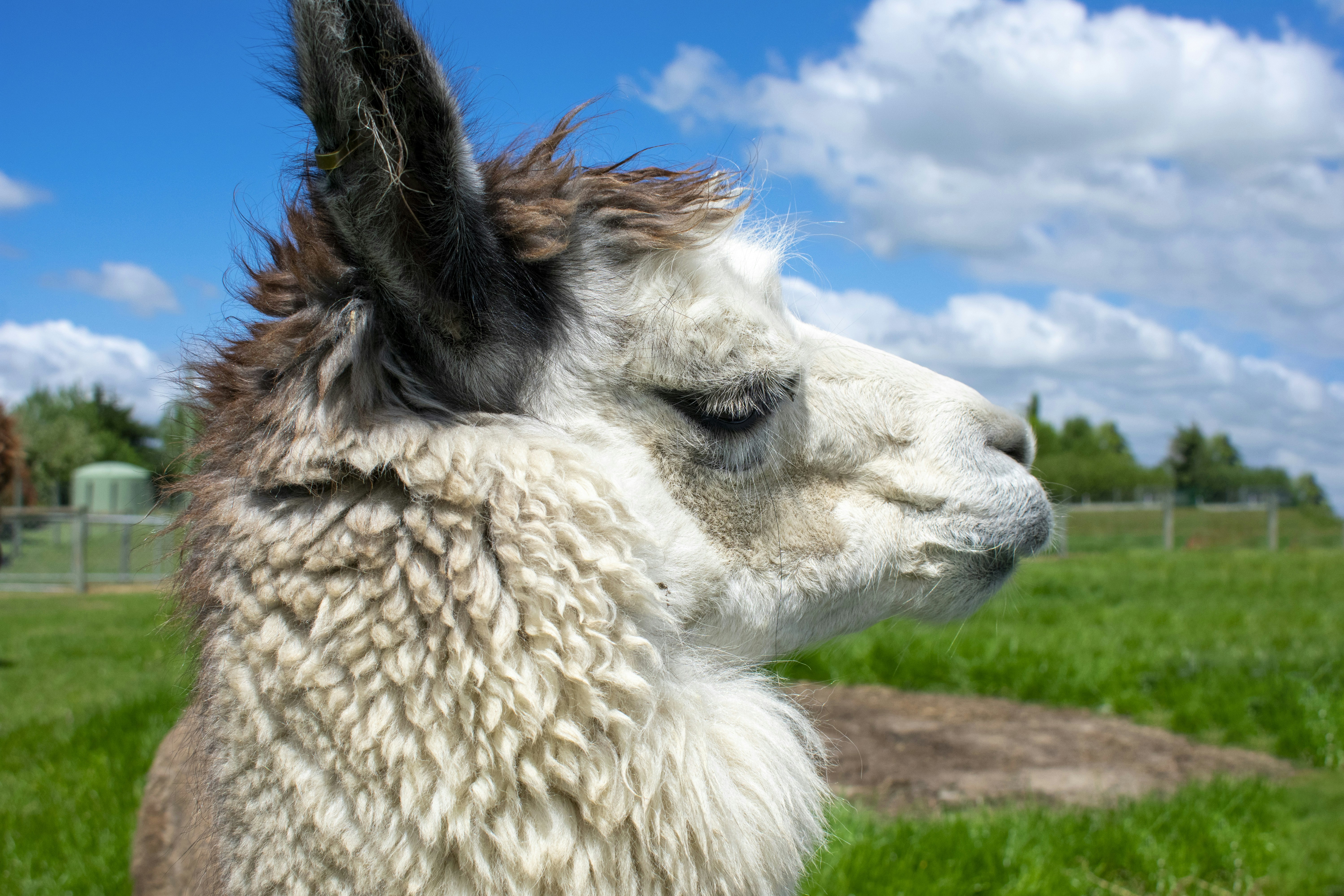 Meta Unveils Llama 3.2: A Leap Forward in Edge AI and Vision Capabilities