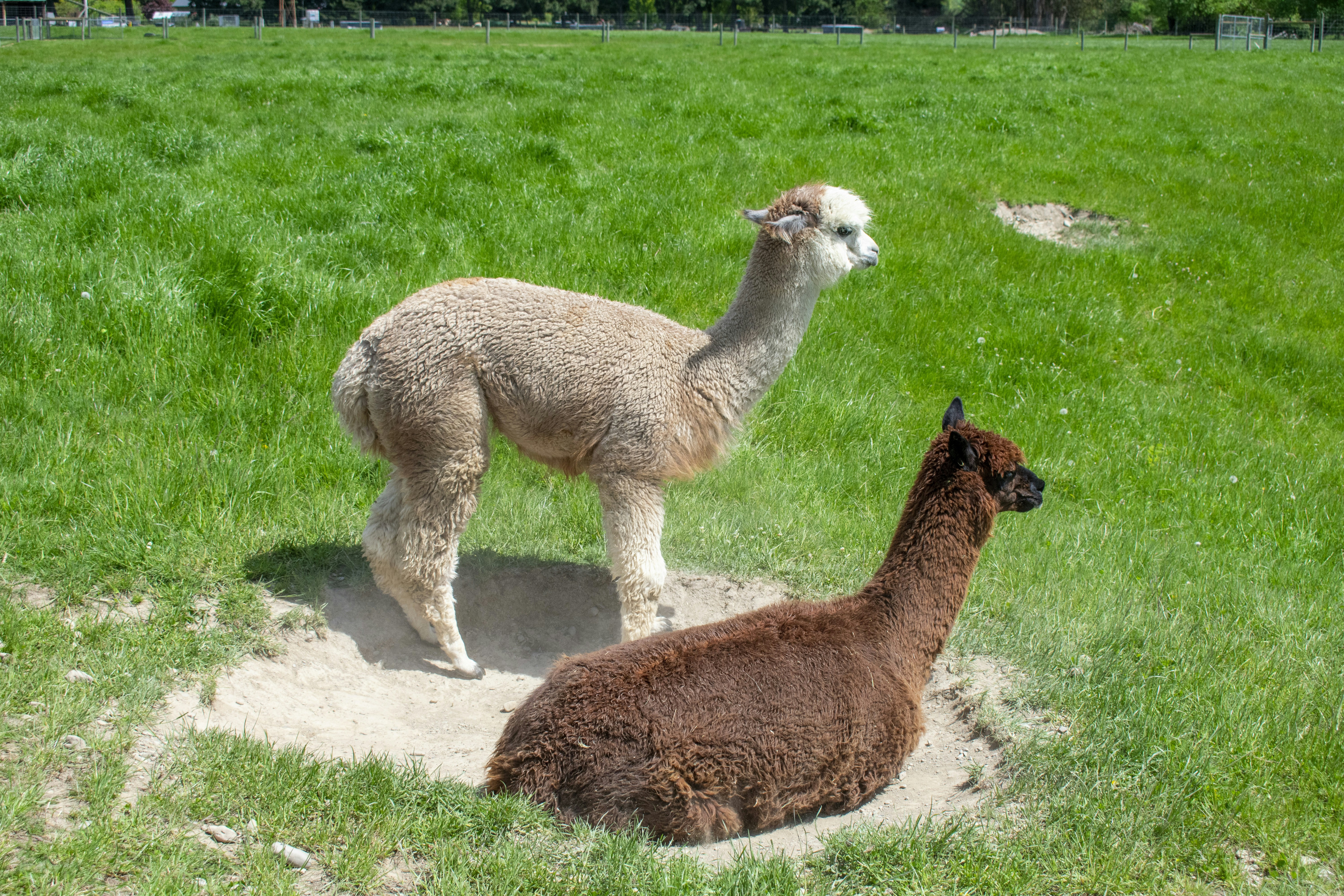 Ollama vs llama.cpp徹底比較：ローカルLLM実行環境の選び方（2026）