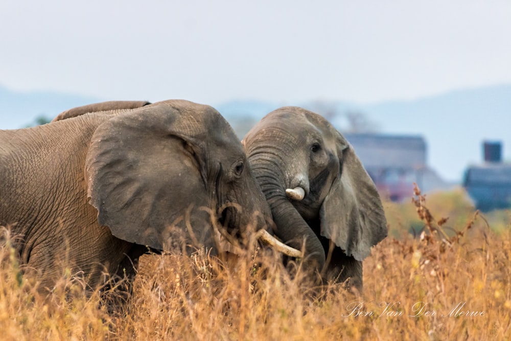 Elefantes jugando en la hierba