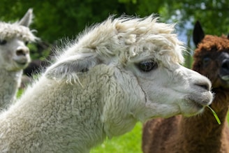 A close-up of a white alpaca with fluffy fur, looking to the side while chewing on a piece of grass. In the background, other alpacas can be seen with different colored fur, set against a lush green outdoor environment.
