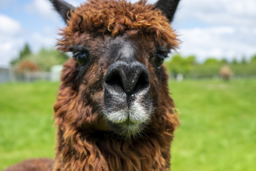 a close up of a llama