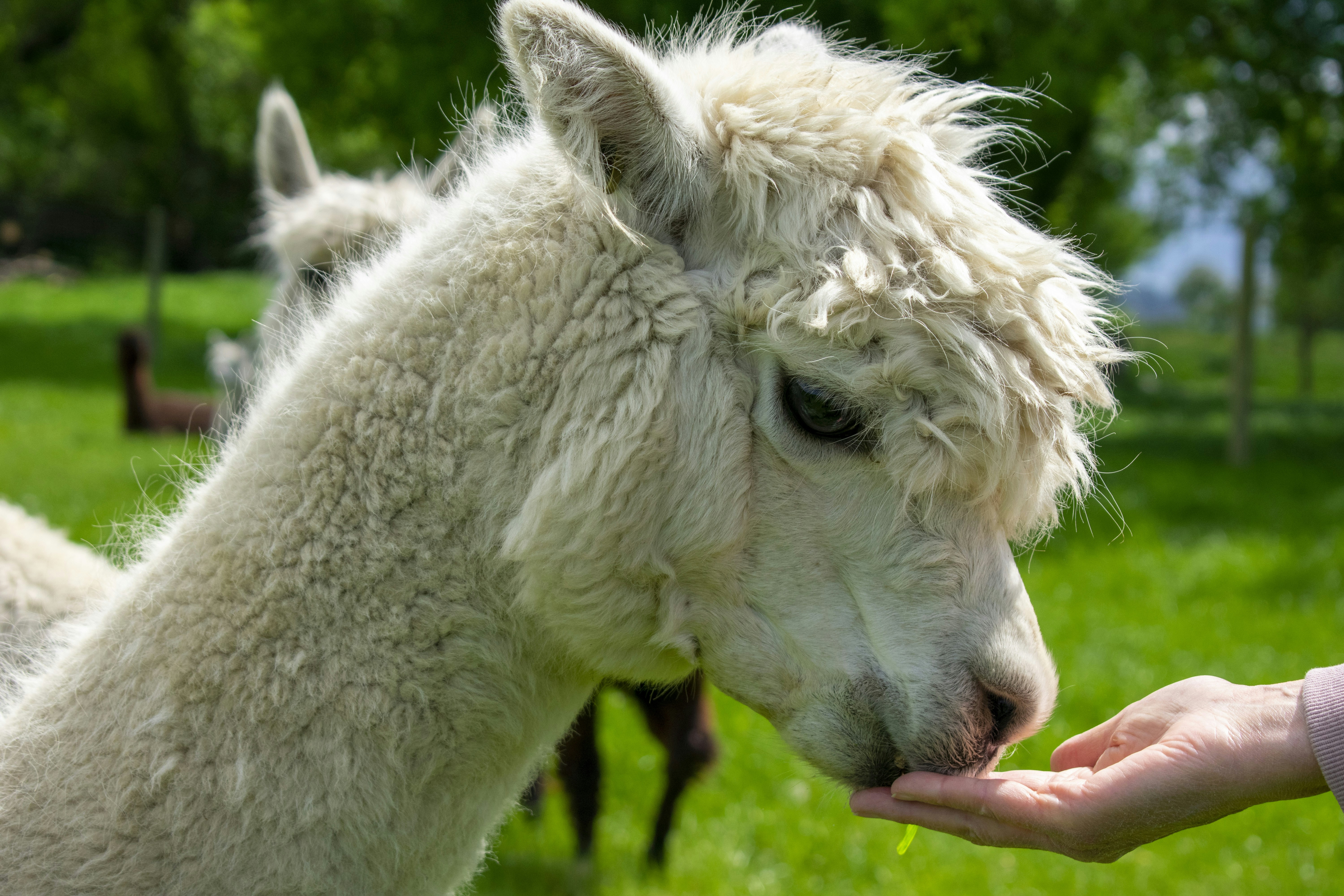 Meta社が発表した最新の大規模言語モデル、Llama 3.1シリーズの紹介