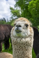 A close-up of a fluffy alpaca with light brown and white wool against a backdrop of lush green trees and grass. The alpaca's face is expressive with its mouth slightly open, showing some teeth.