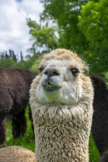 A close-up of a fluffy alpaca with light brown and white wool against a backdrop of lush green trees and grass. The alpaca's face is expressive with its mouth slightly open, showing some teeth.