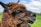 A close-up of a brown alpaca with woolly fur, gazing into the distance against a backdrop of a green field and a partly cloudy sky.