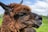 A close-up of a brown alpaca with woolly fur, gazing into the distance against a backdrop of a green field and a partly cloudy sky.