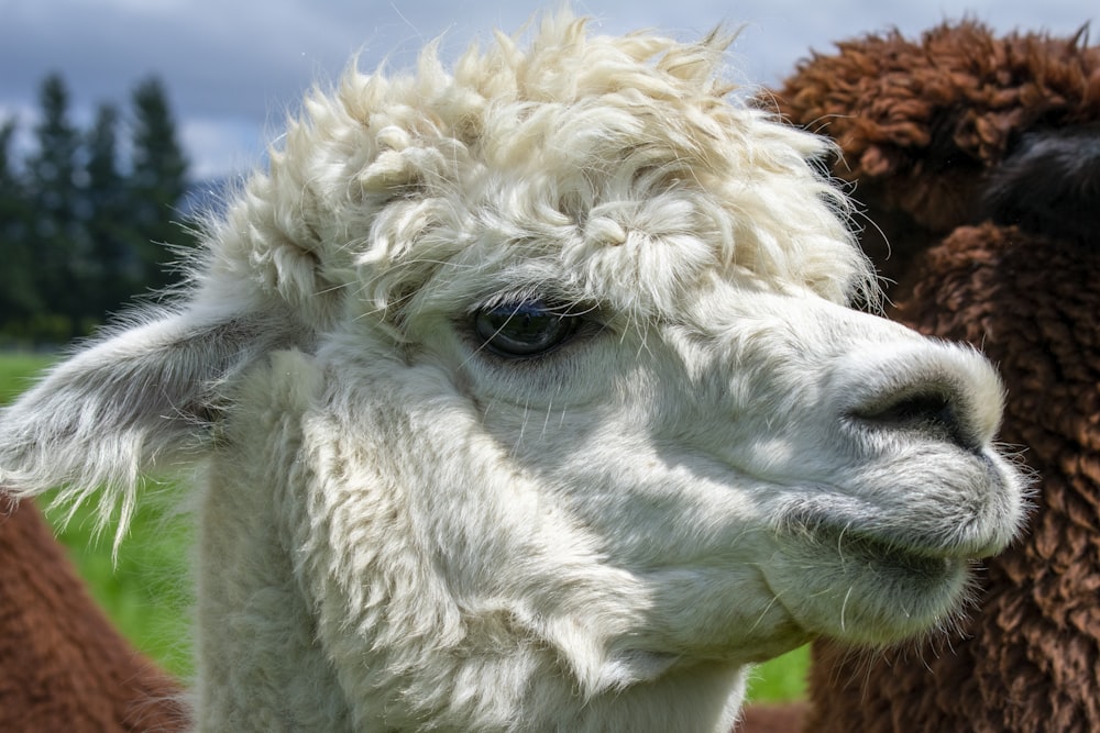 a close up of a llama