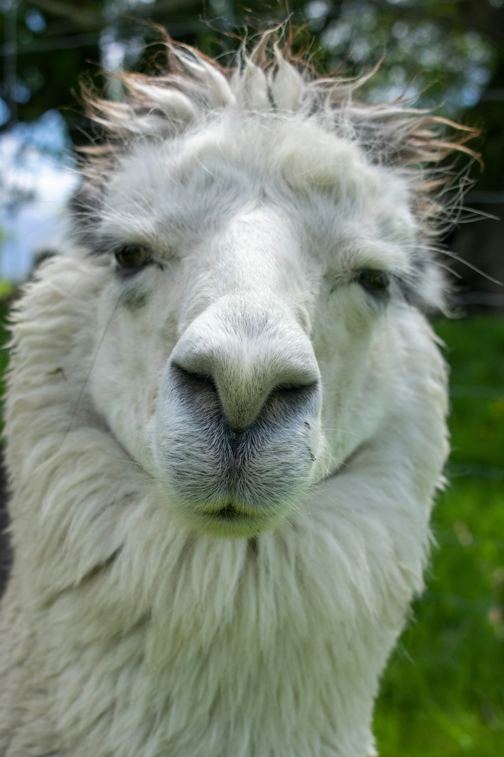 a white animal with a long mane