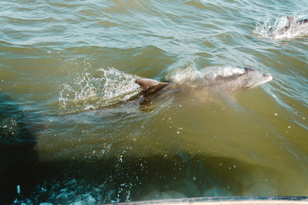 a seal swimming in water