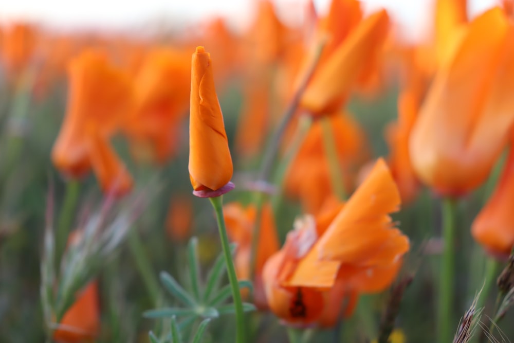 a group of orange flowers