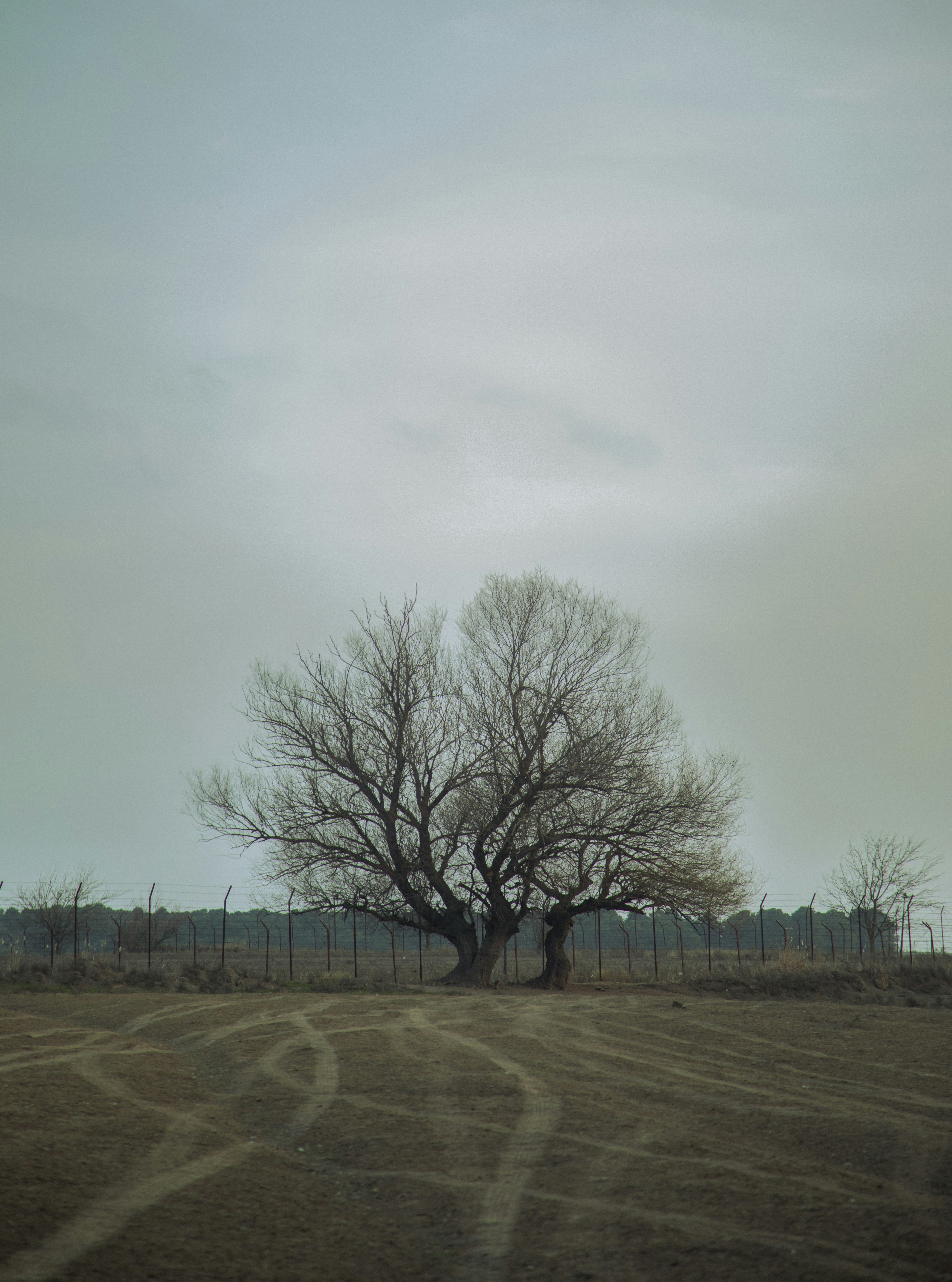 Photo by arashramznpr