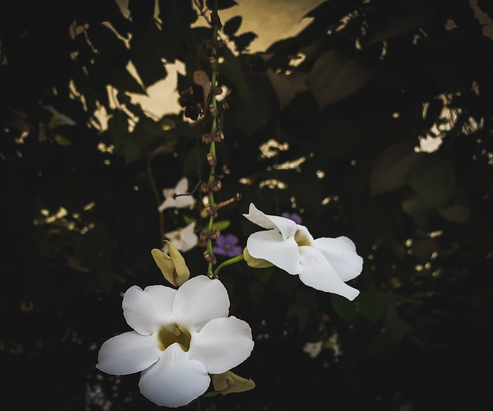 a close up of flowers