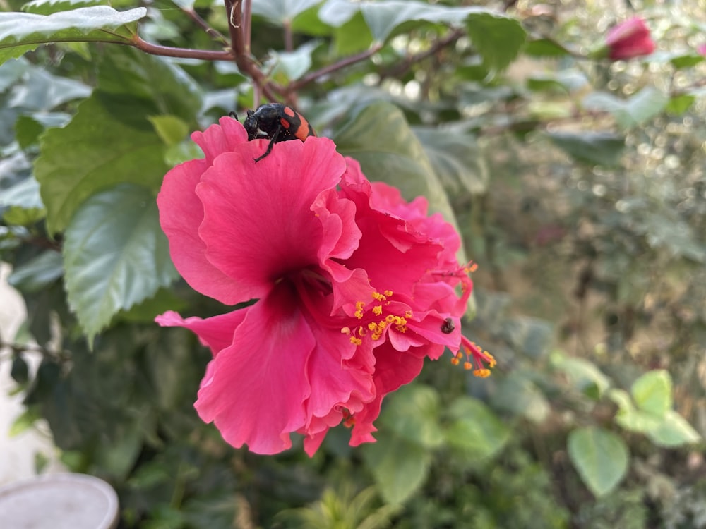a bee on a pink flower