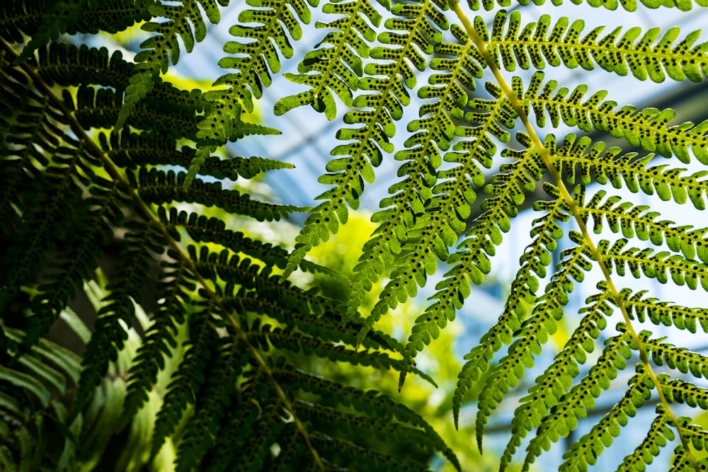 a close up of a plant