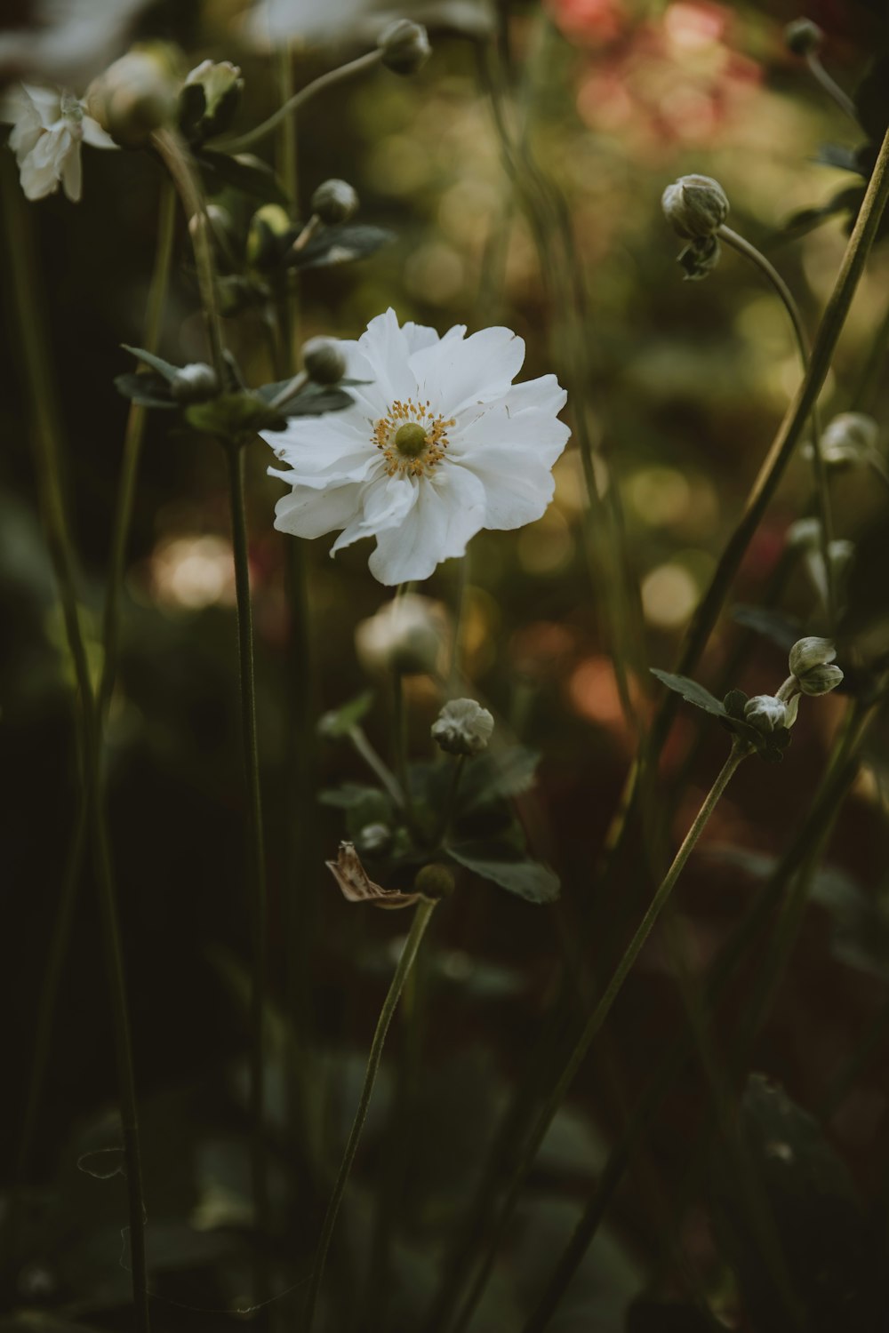 a close up of a flower