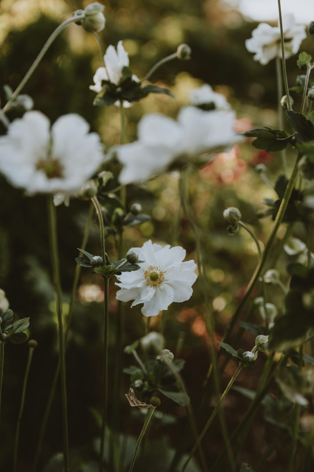 close up of white flowers