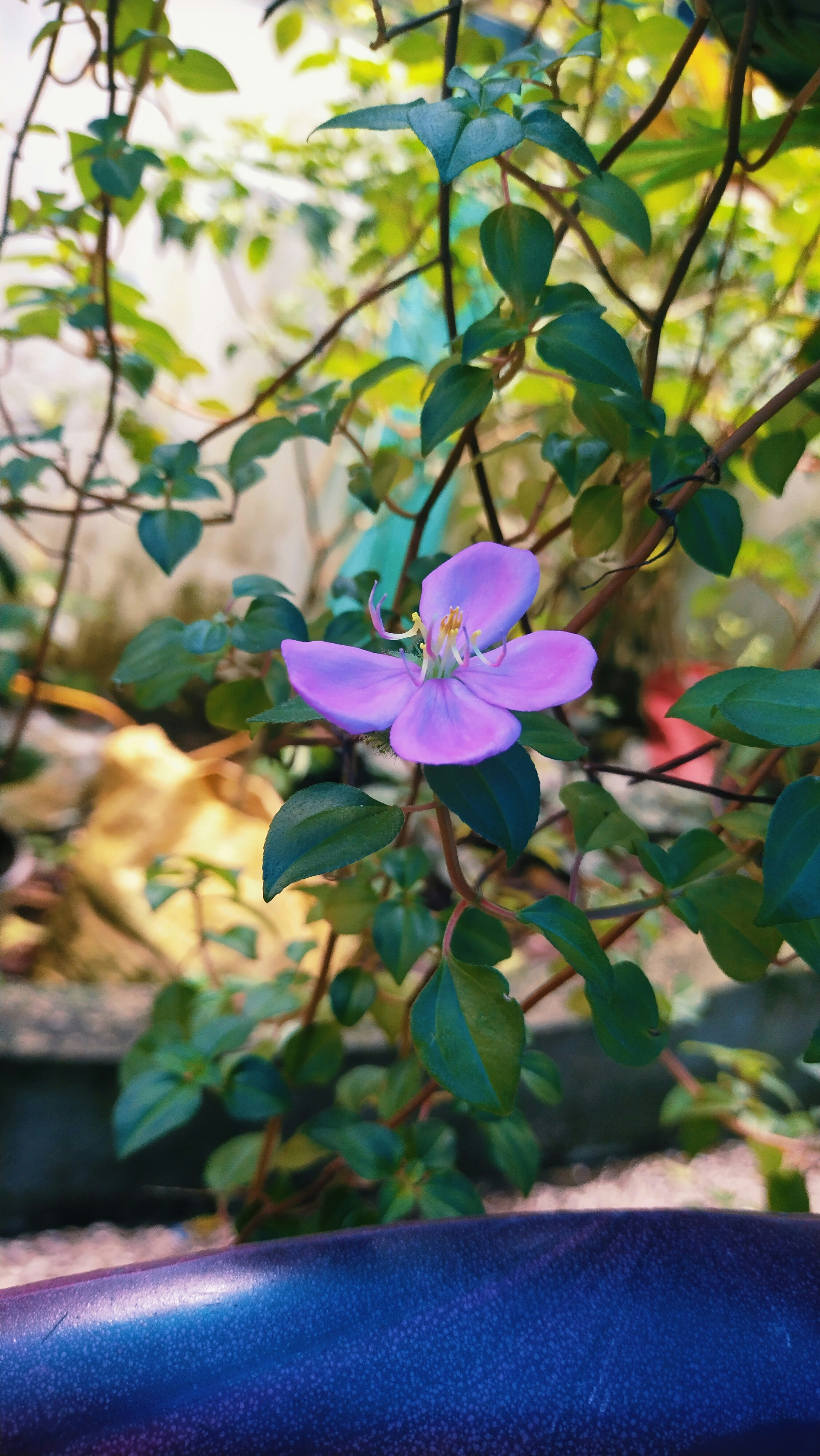 Photo by agrimas2007