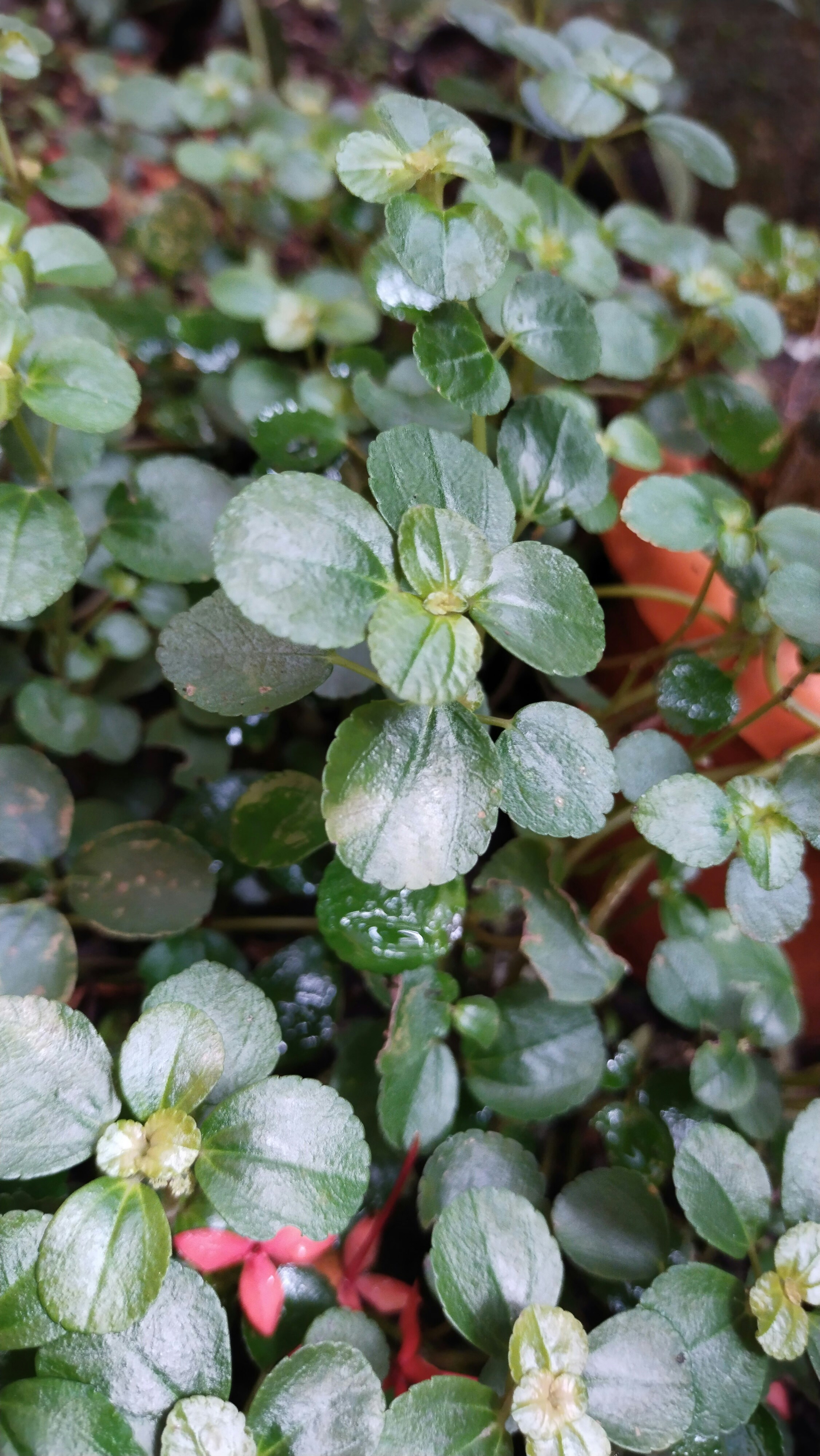 A close up of a plant photo Free Trivandrum Image on Unsplash
