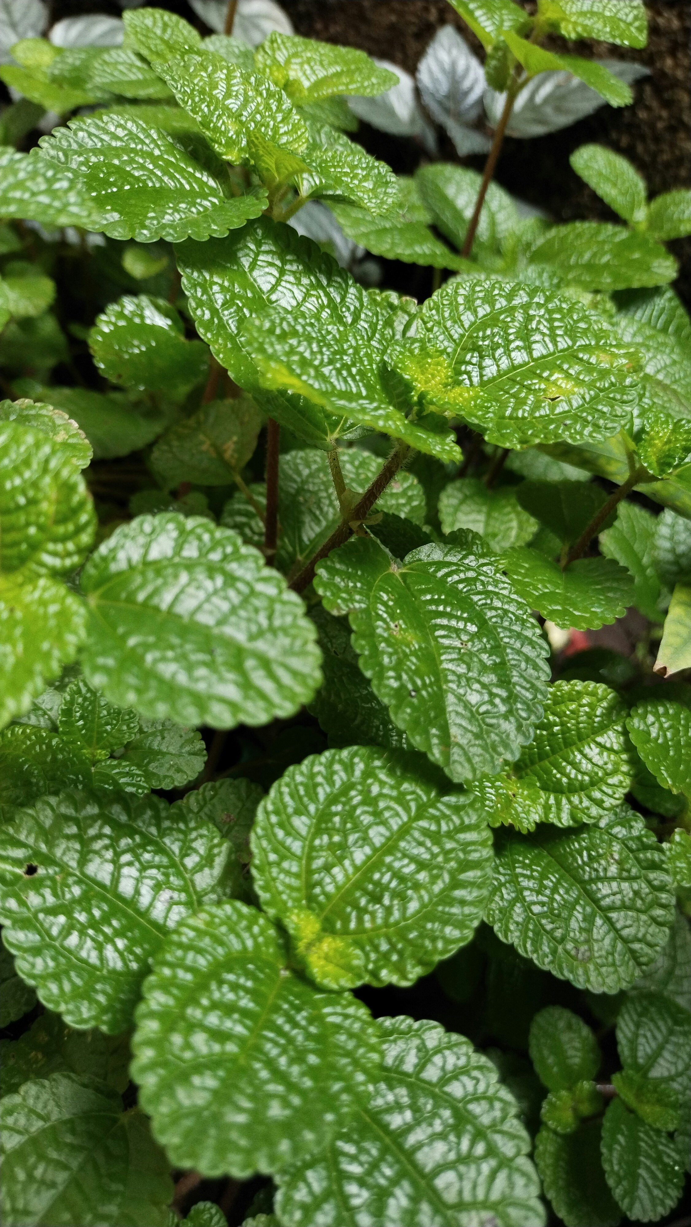 Photo by agrimas2007