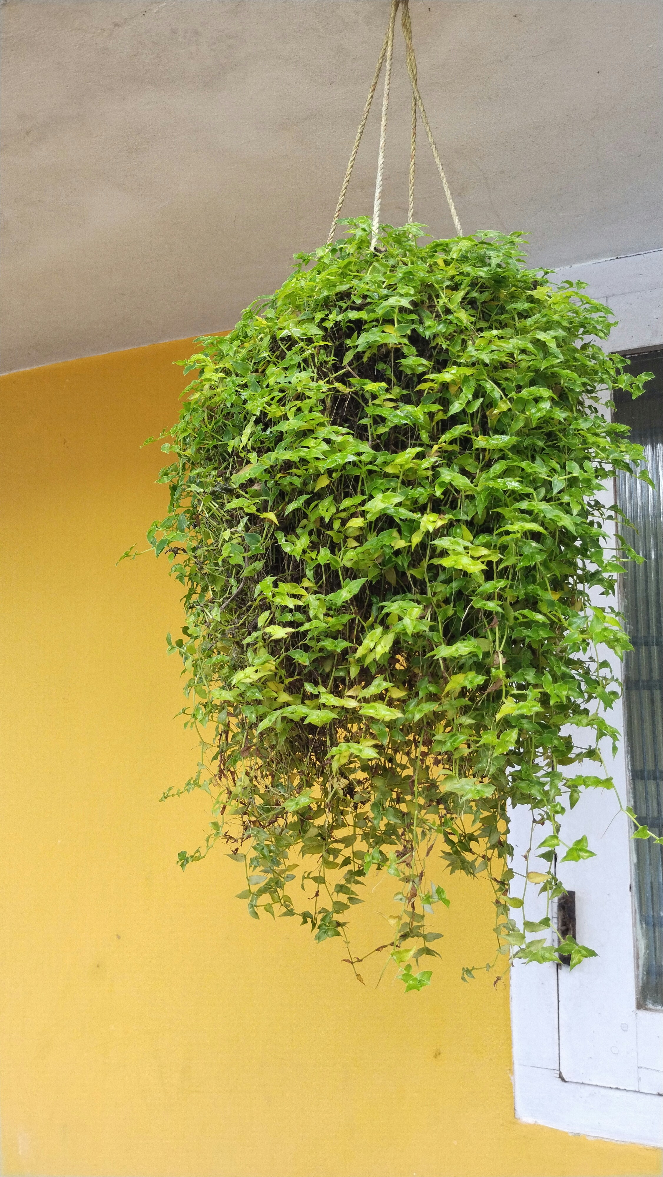 Photo by agrimas2007