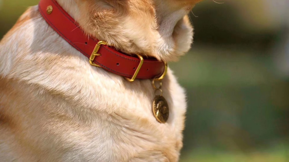 a dog with a red collar