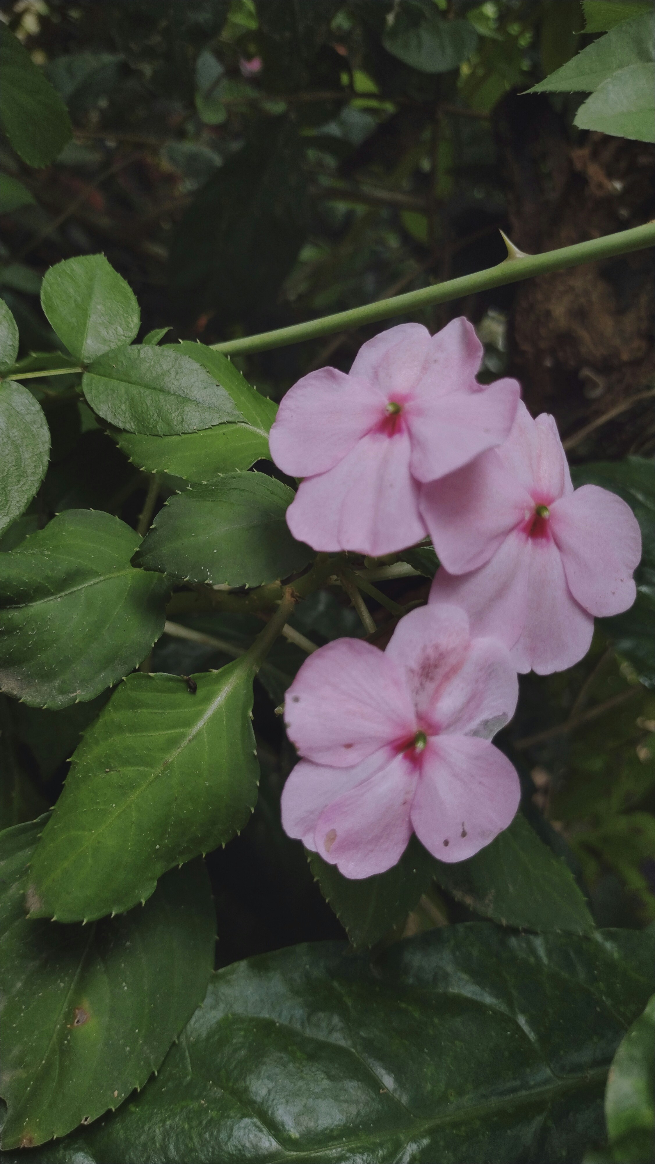 Photo by agrimas2007