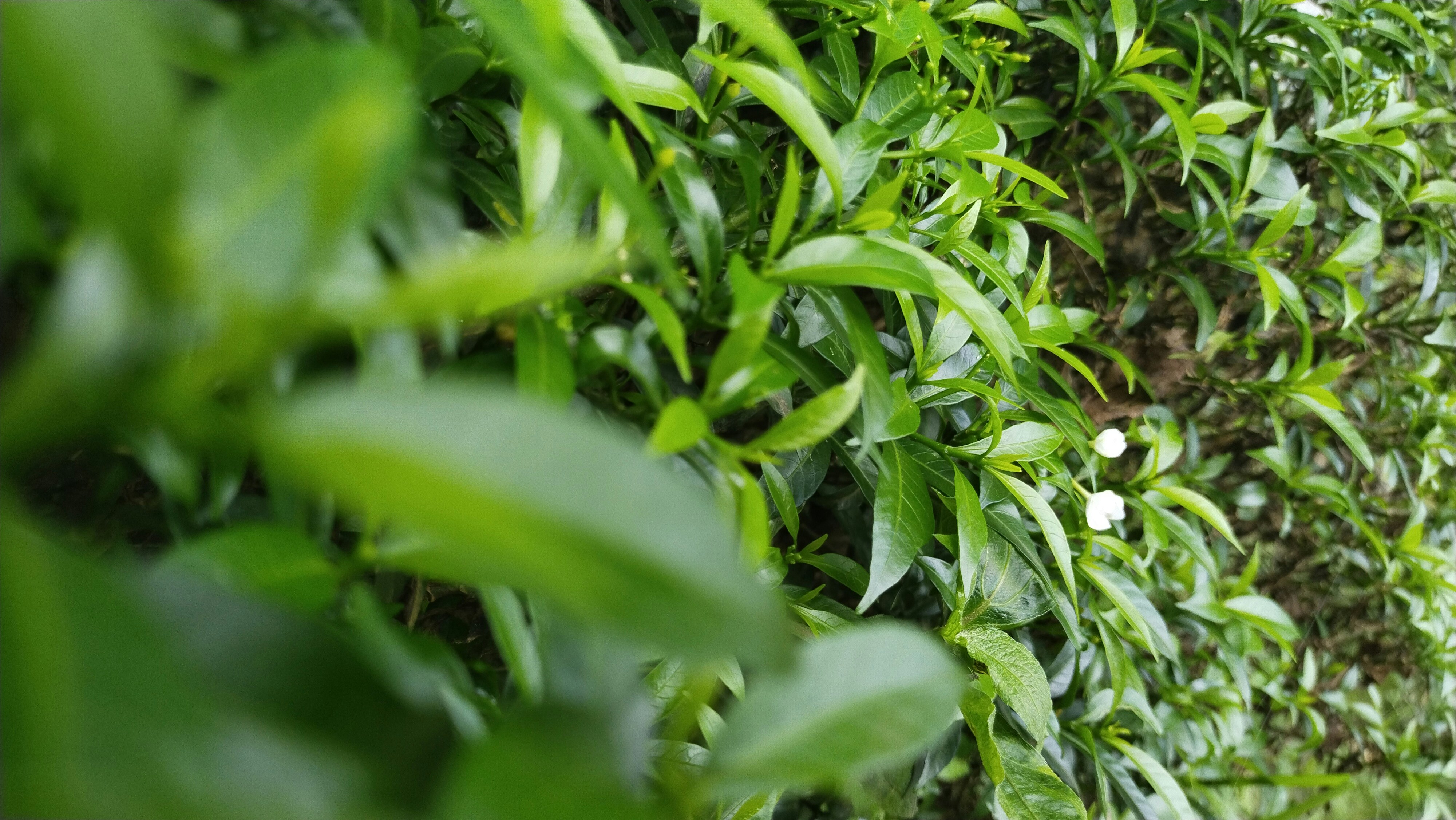 Photo by agrimas2007