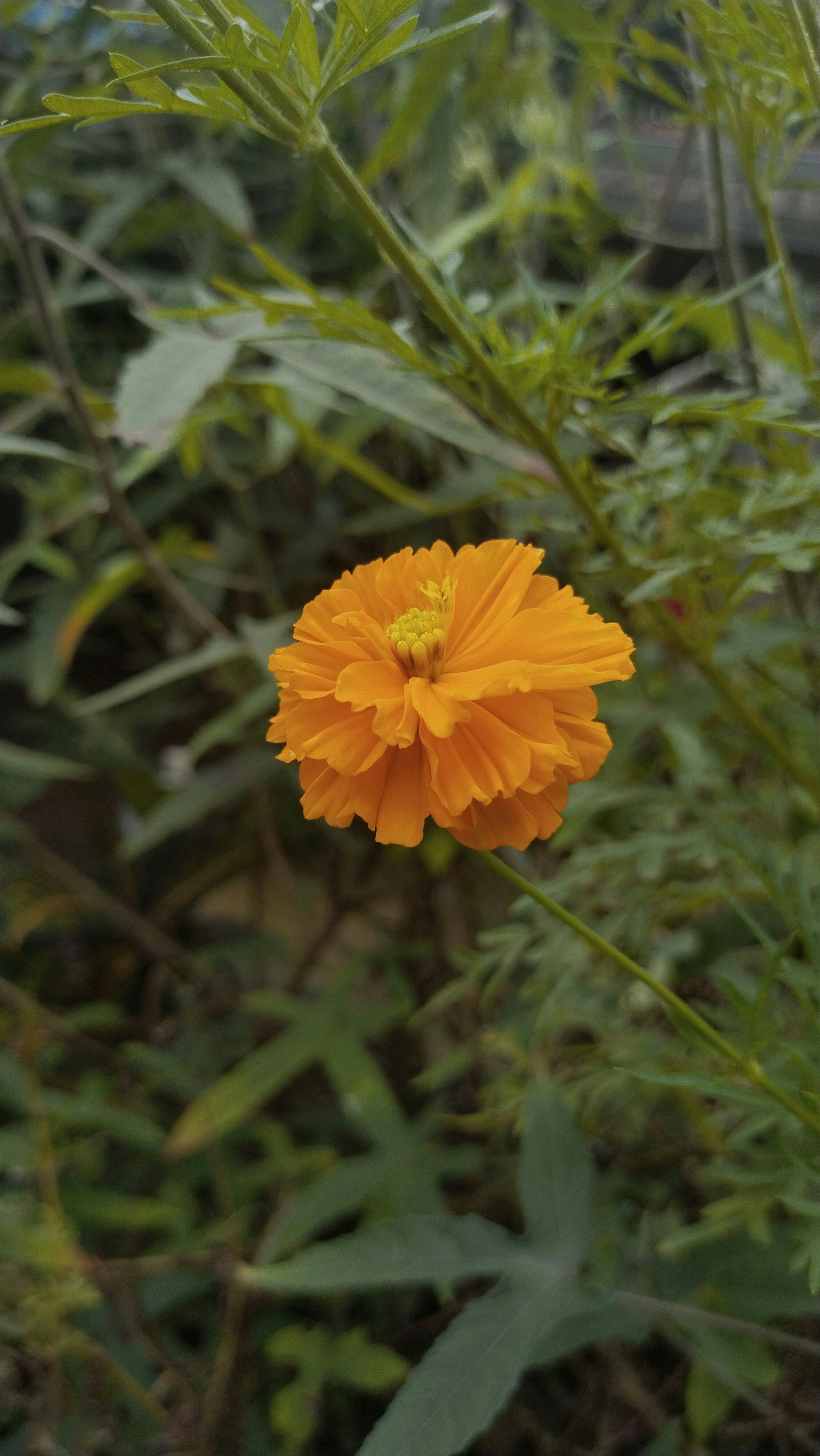 Photo by agrimas2007