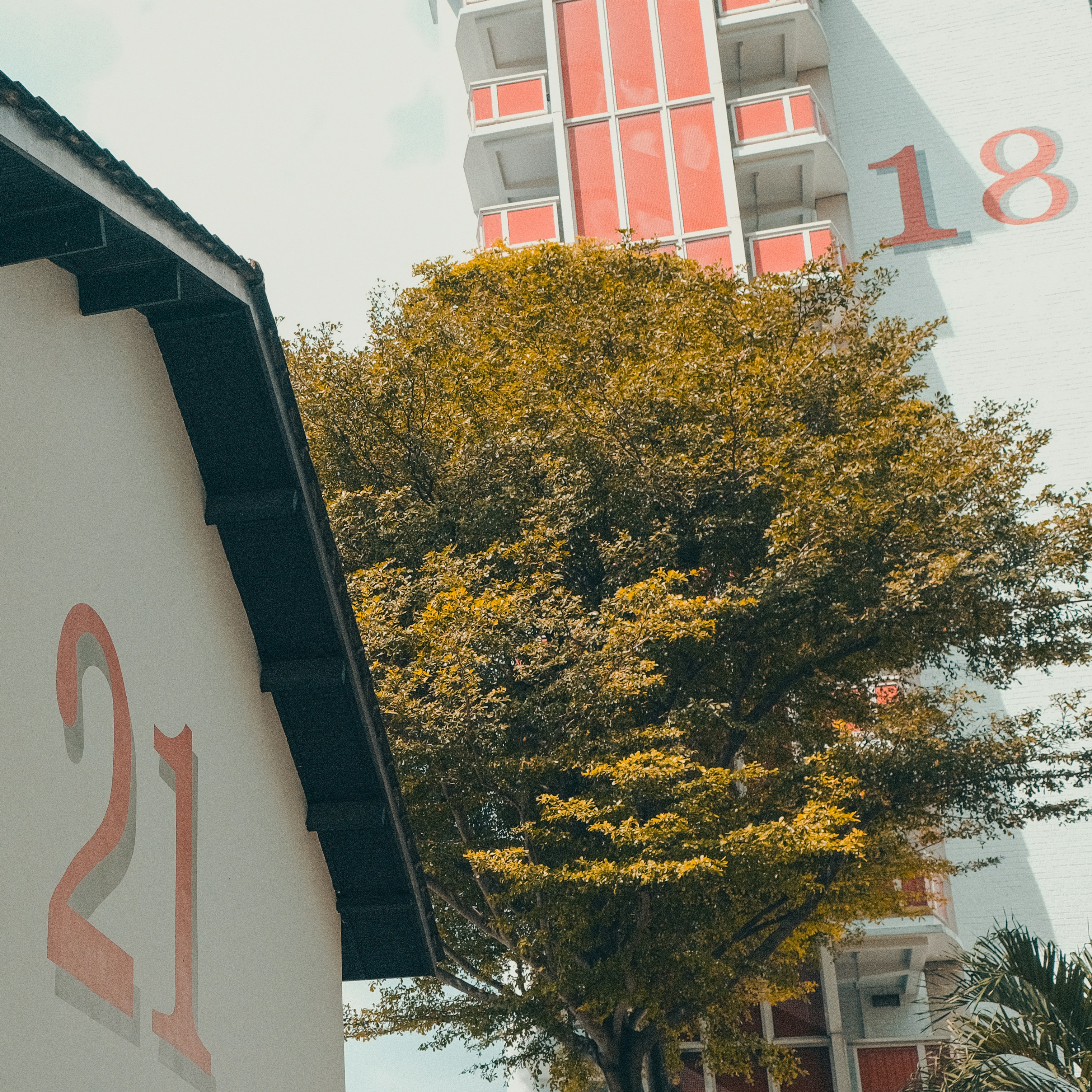 a tree in front of a building
