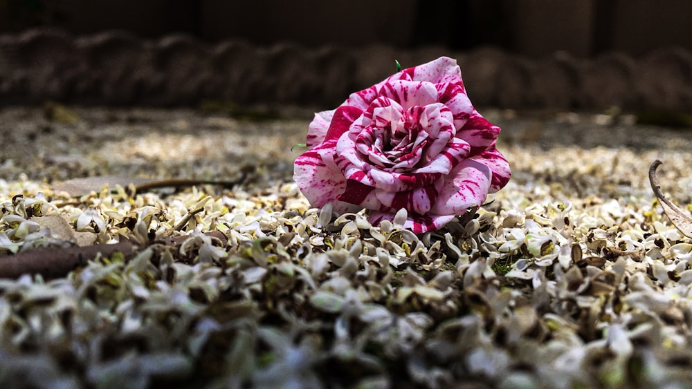 a pink flower on a rocky surface