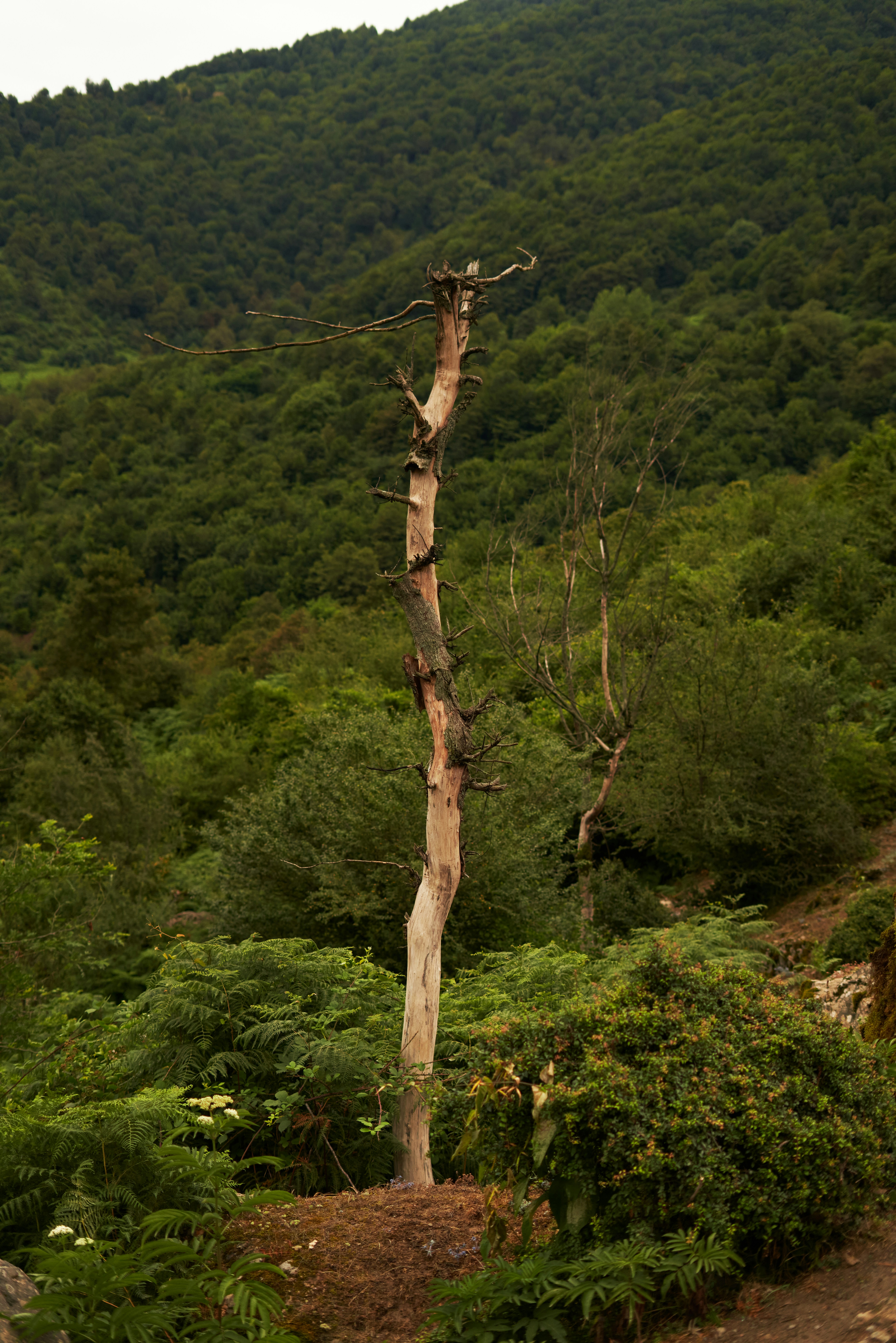 a tree with a bird on it