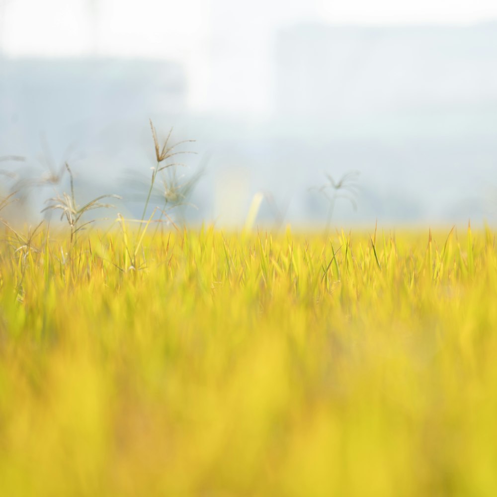 a field of yellow flowers