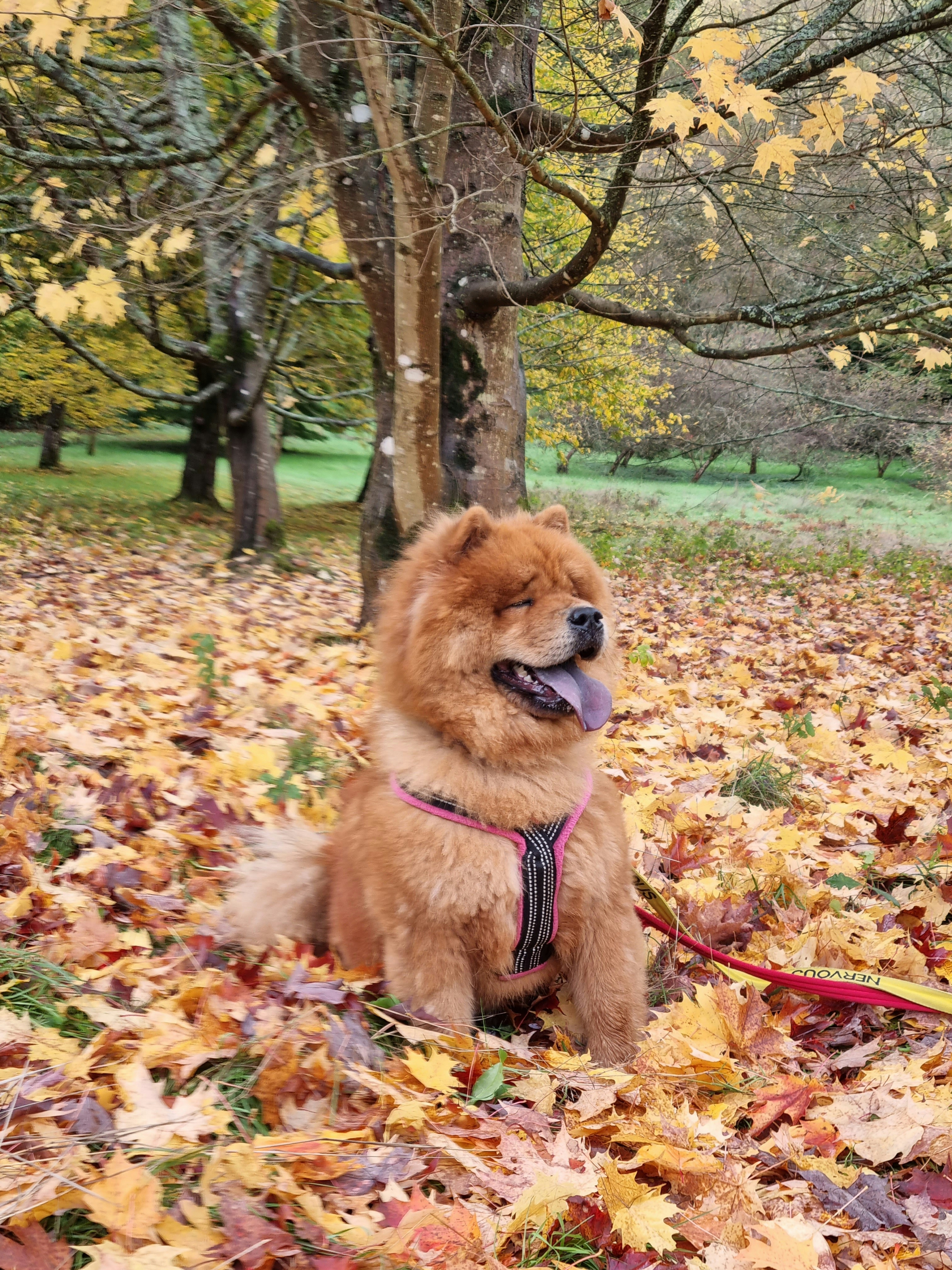 A dog sitting in a pile of leaves with a leash photo – Free London ...