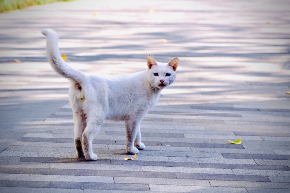 a cat walking on a sidewalk