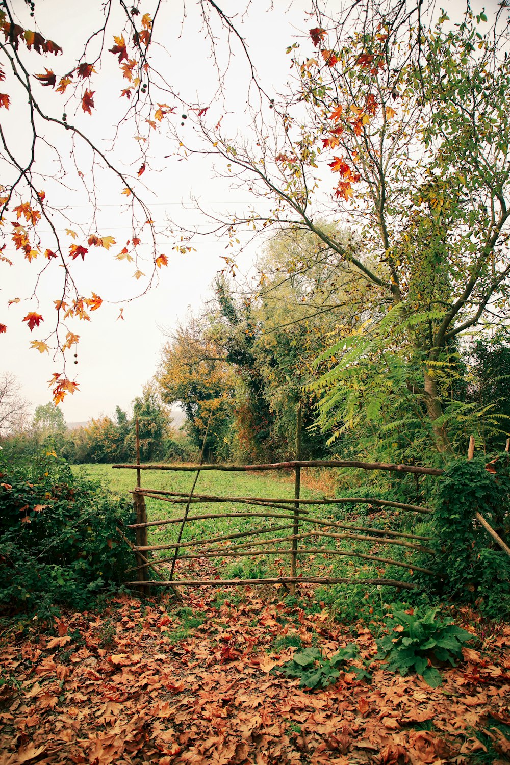 a fence in a wooded area