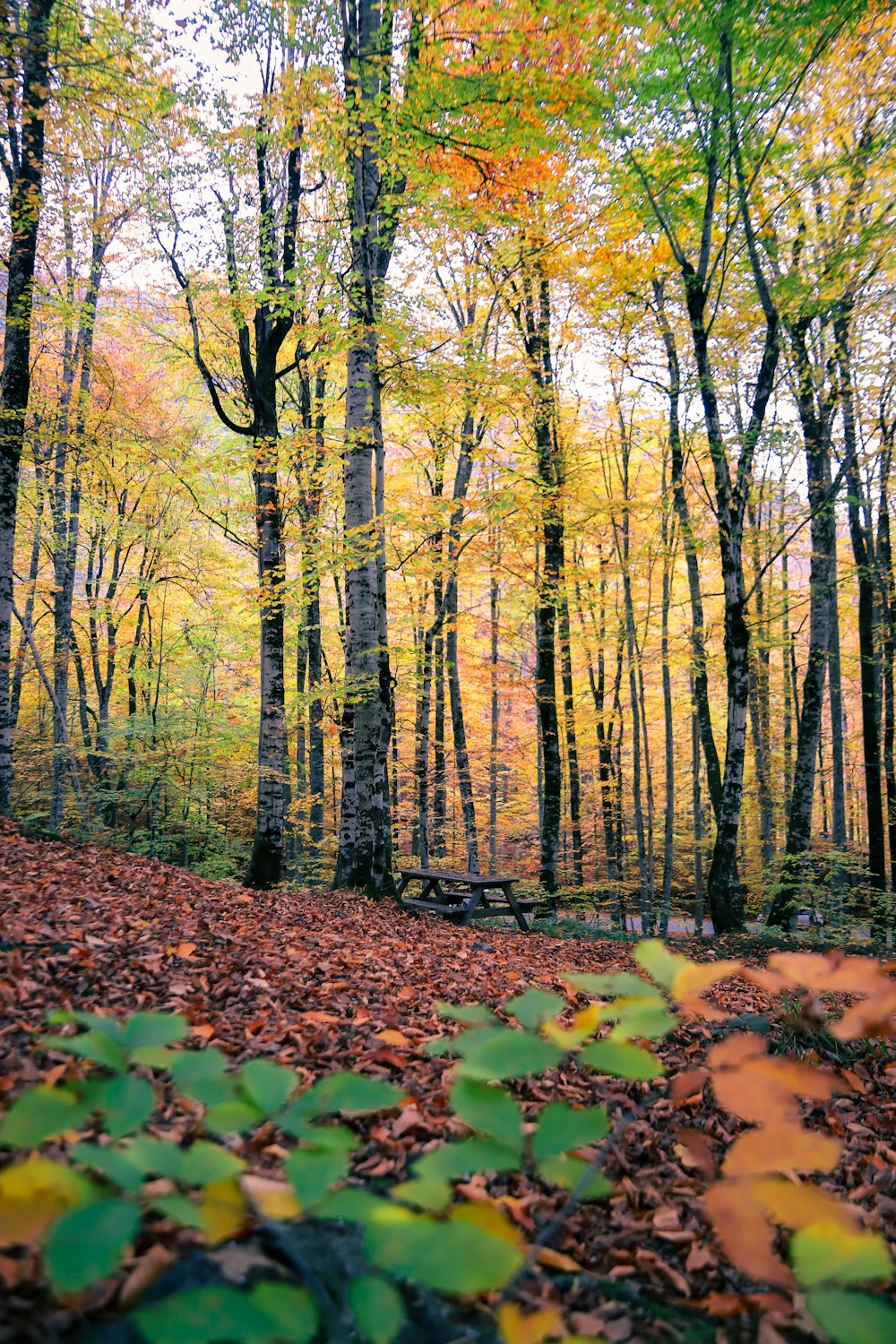 a forest of trees with yellow leaves