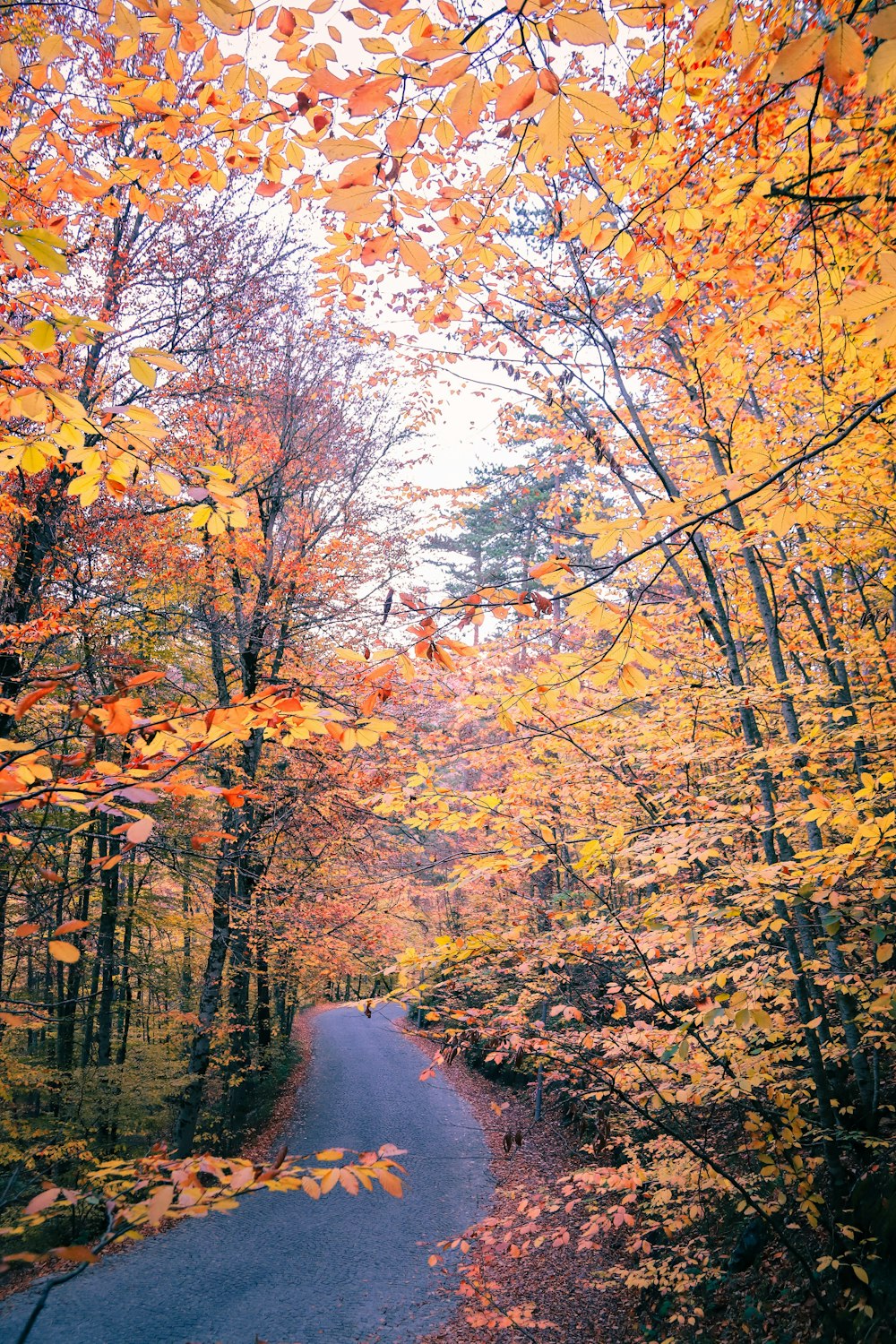 a road with trees on either side