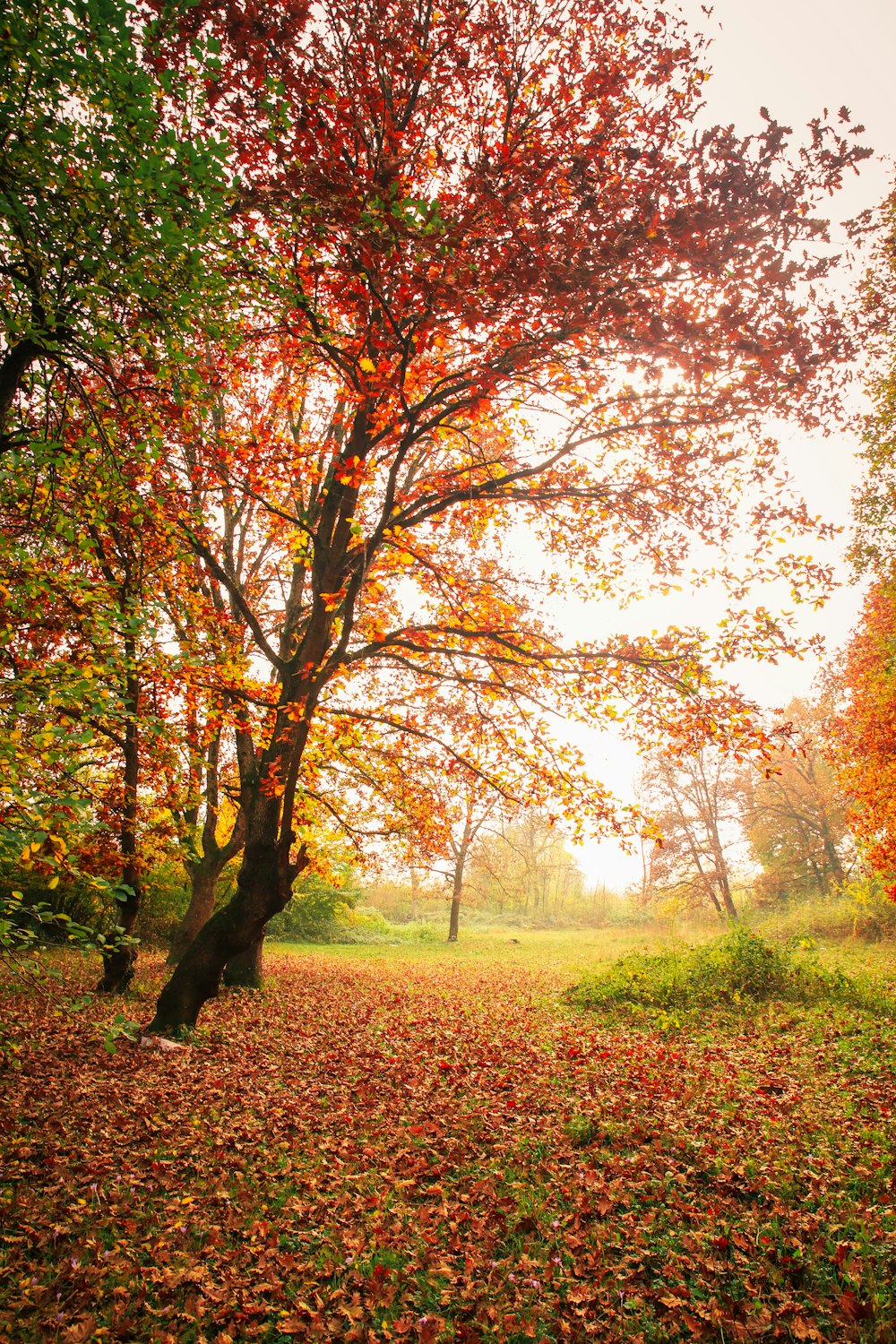 a tree with orange leaves