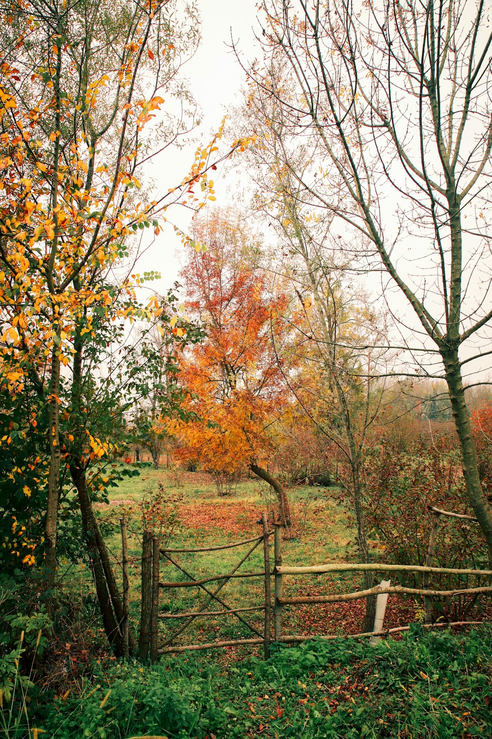 uma cerca e árvores com folhas de laranjeira
