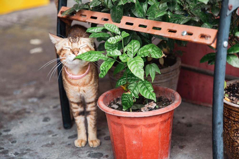 a cat standing next to a potted plant