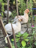 Two chickens perch on tree branches in a garden. One is white and the other has a mix of white and brown feathers. Surrounding them are green plants and wooden stakes, creating a natural, rustic setting.