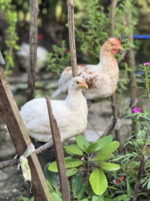 Two chickens perch on tree branches in a garden. One is white and the other has a mix of white and brown feathers. Surrounding them are green plants and wooden stakes, creating a natural, rustic setting.